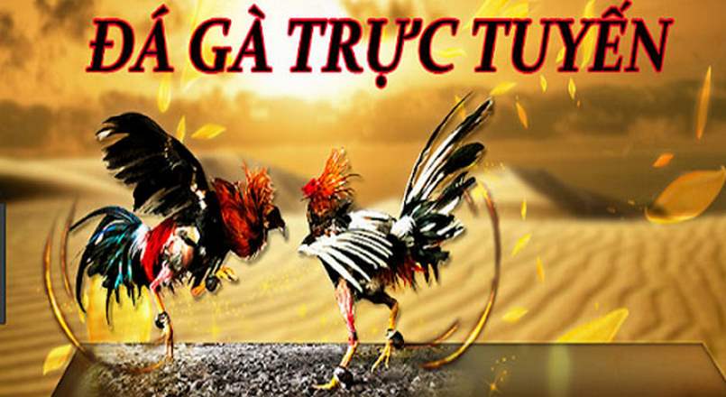 Đá gà trực tiếp hấp dẫn nhất Việt Nam