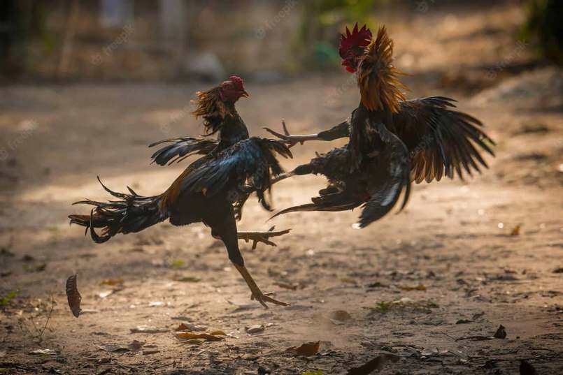 Những thông tin quan trọng xoay quanh đá gà trực tiếp Campuchia